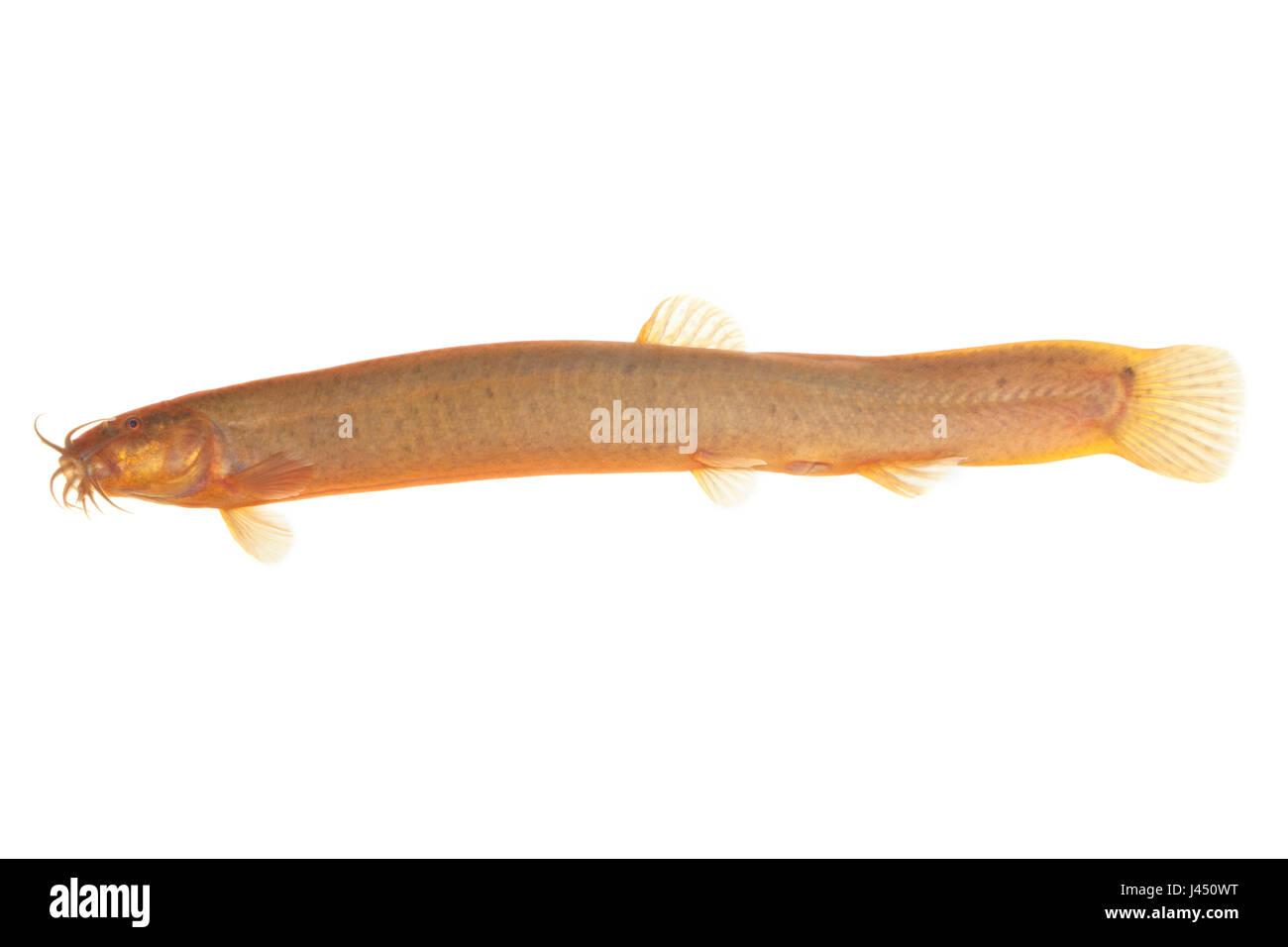 Oriental Weatherfish isolated against a white background Stock Photo