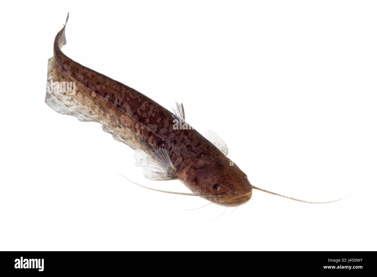 Wels catfish isolated against a white background Stock Photo