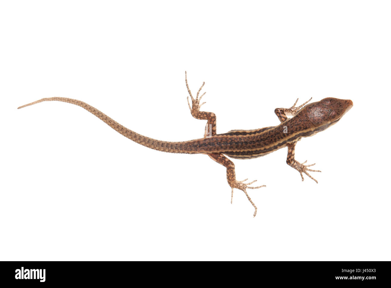 common wall lizard juvenile isolated against a white background Stock Photo