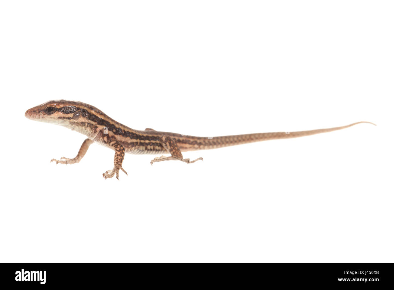 common wall lizard juvenile isolated against a white background Stock ...