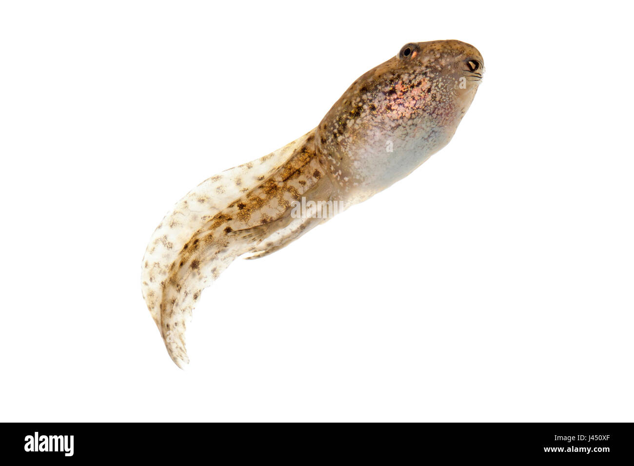 tadpole of green frog isolated against a white background Stock Photo