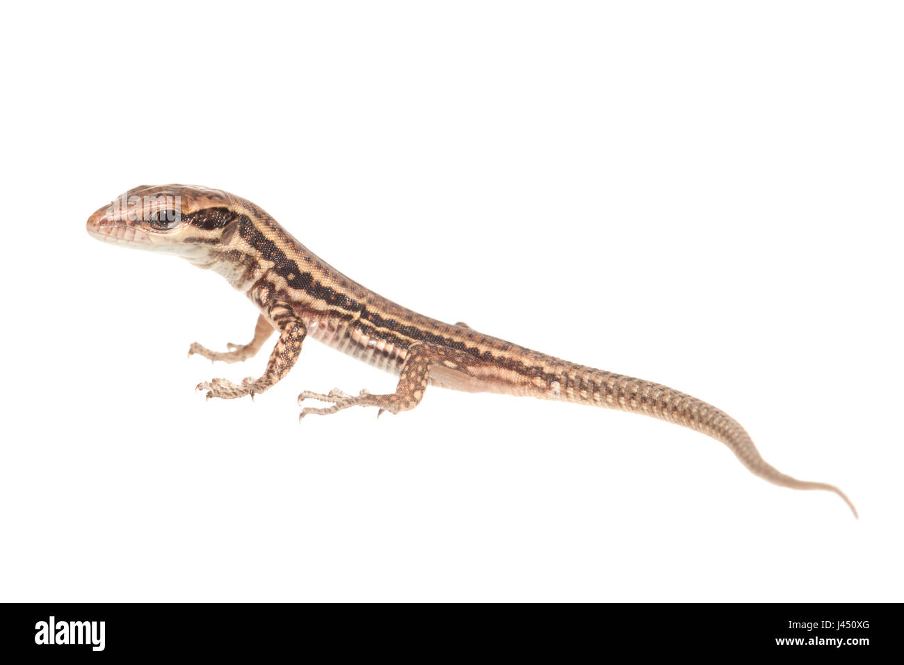 common wall lizard juvenile isolated against a white background Stock ...