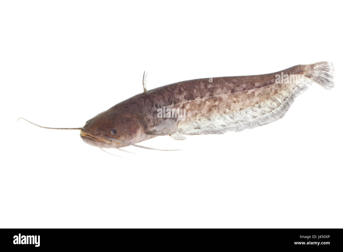 Wels catfish isolated against a white background Stock Photo