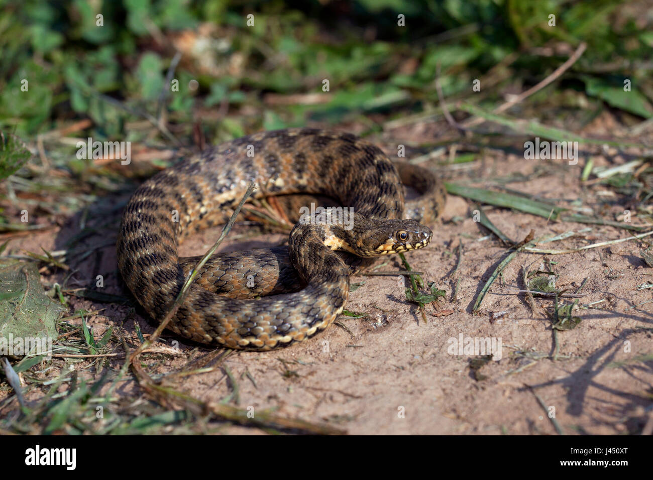 basking adult viperine snake Stock Photo