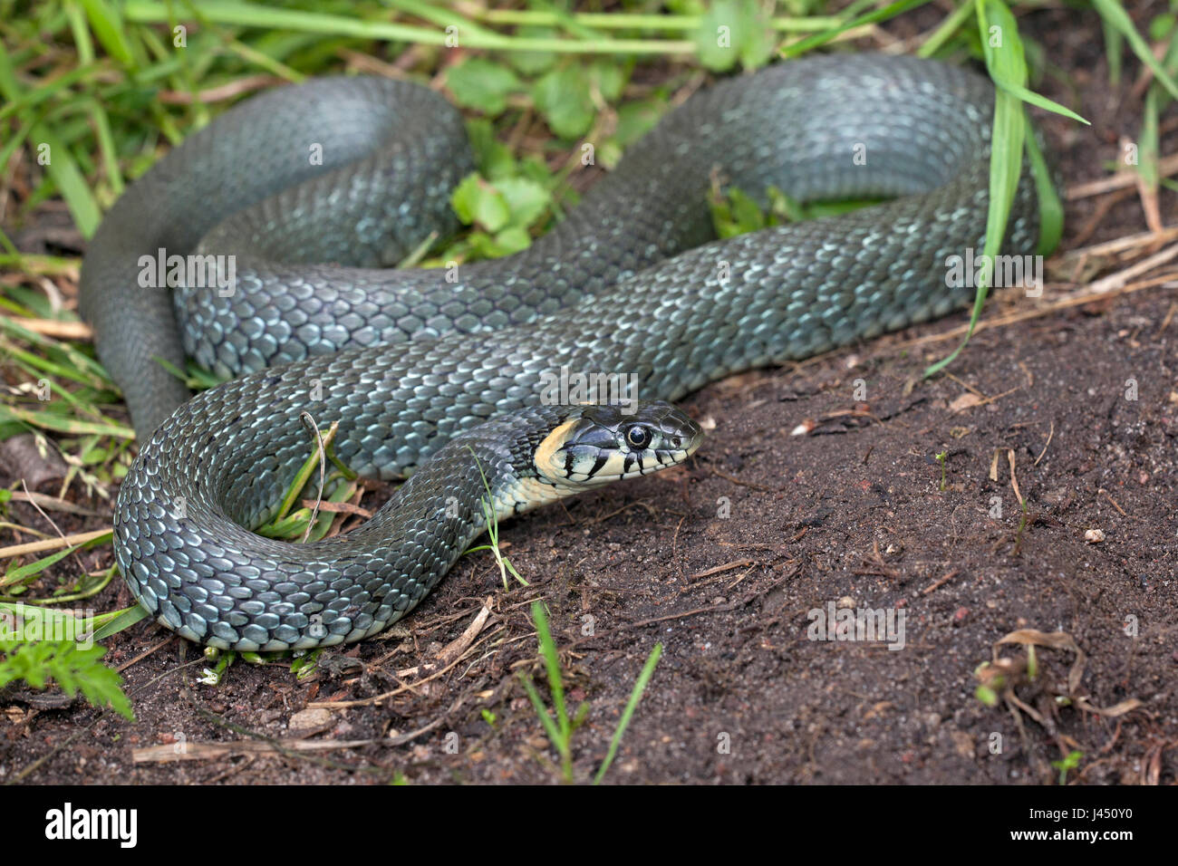 adult grass snake on the shore Stock Photo