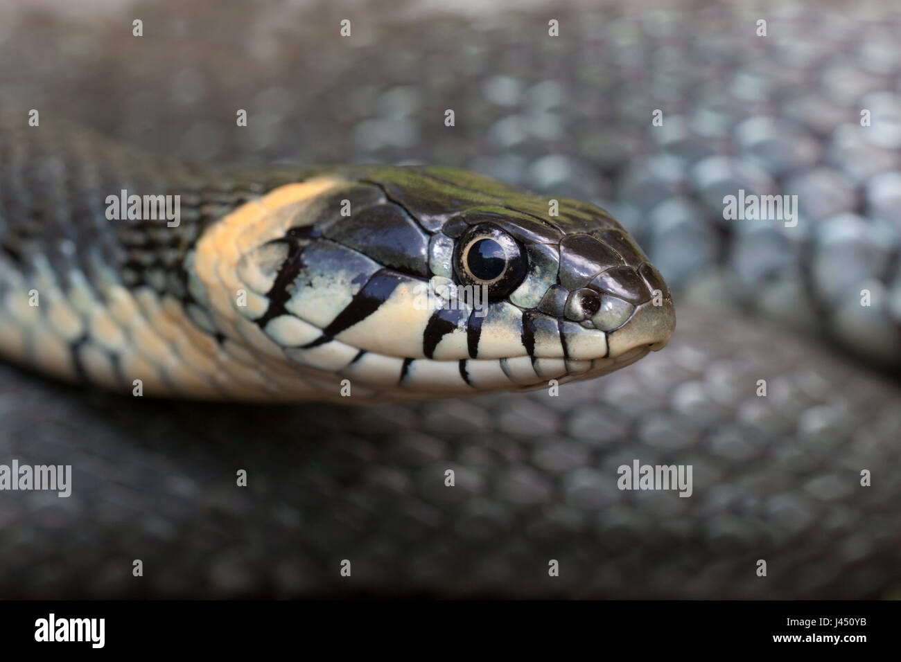 portrait of a grass snake Stock Photo