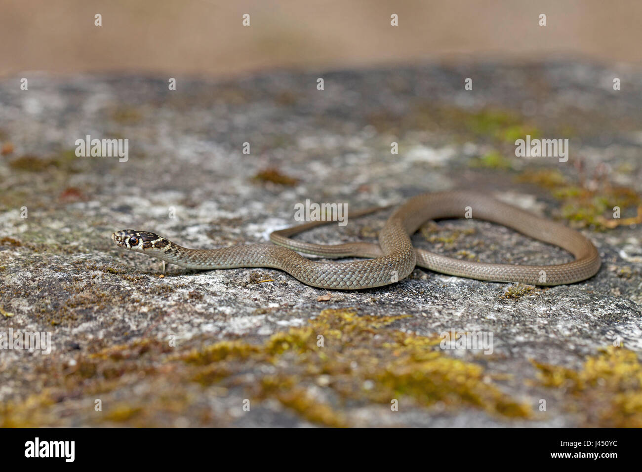 Western whip snake on a stone wall Stock Photo