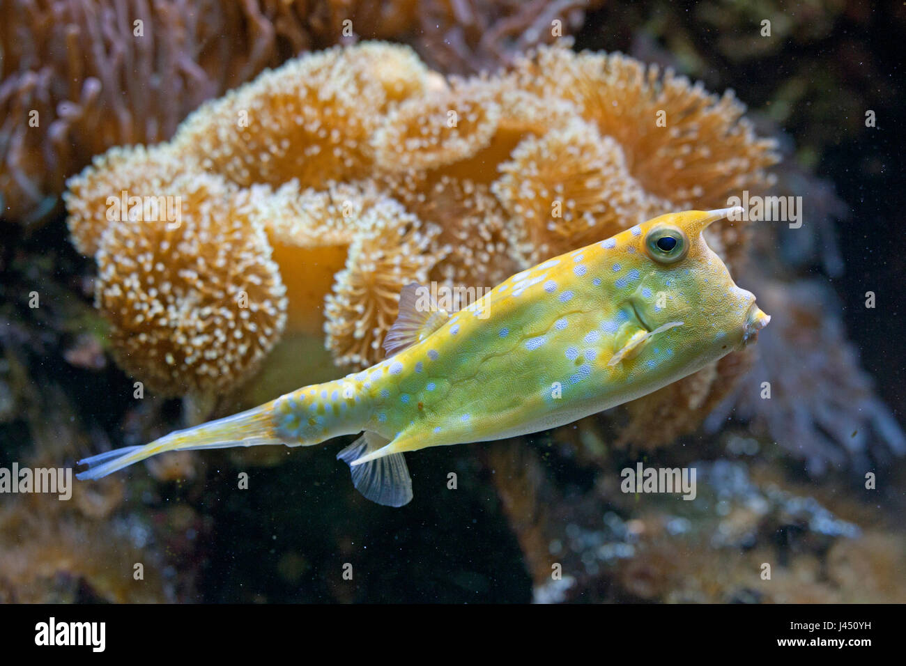 longhorn cowfish in front of reef Stock Photo