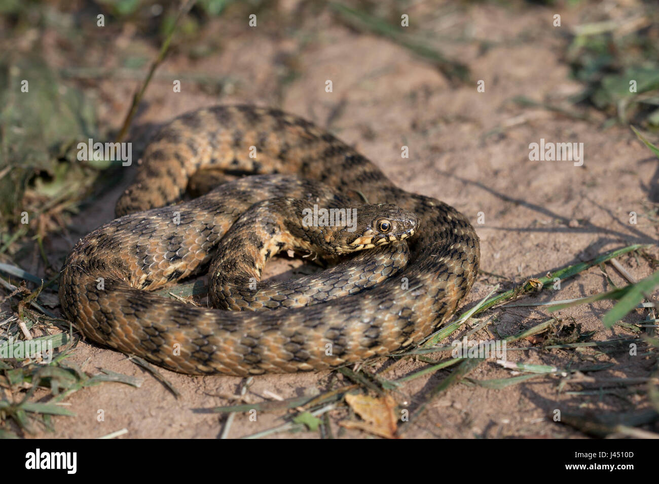 basking adult viperine snake Stock Photo