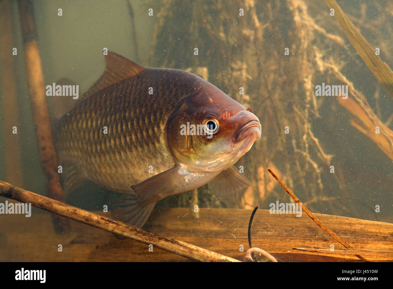 photo of a gibel carp that swims towards the camera through the reed Stock Photo