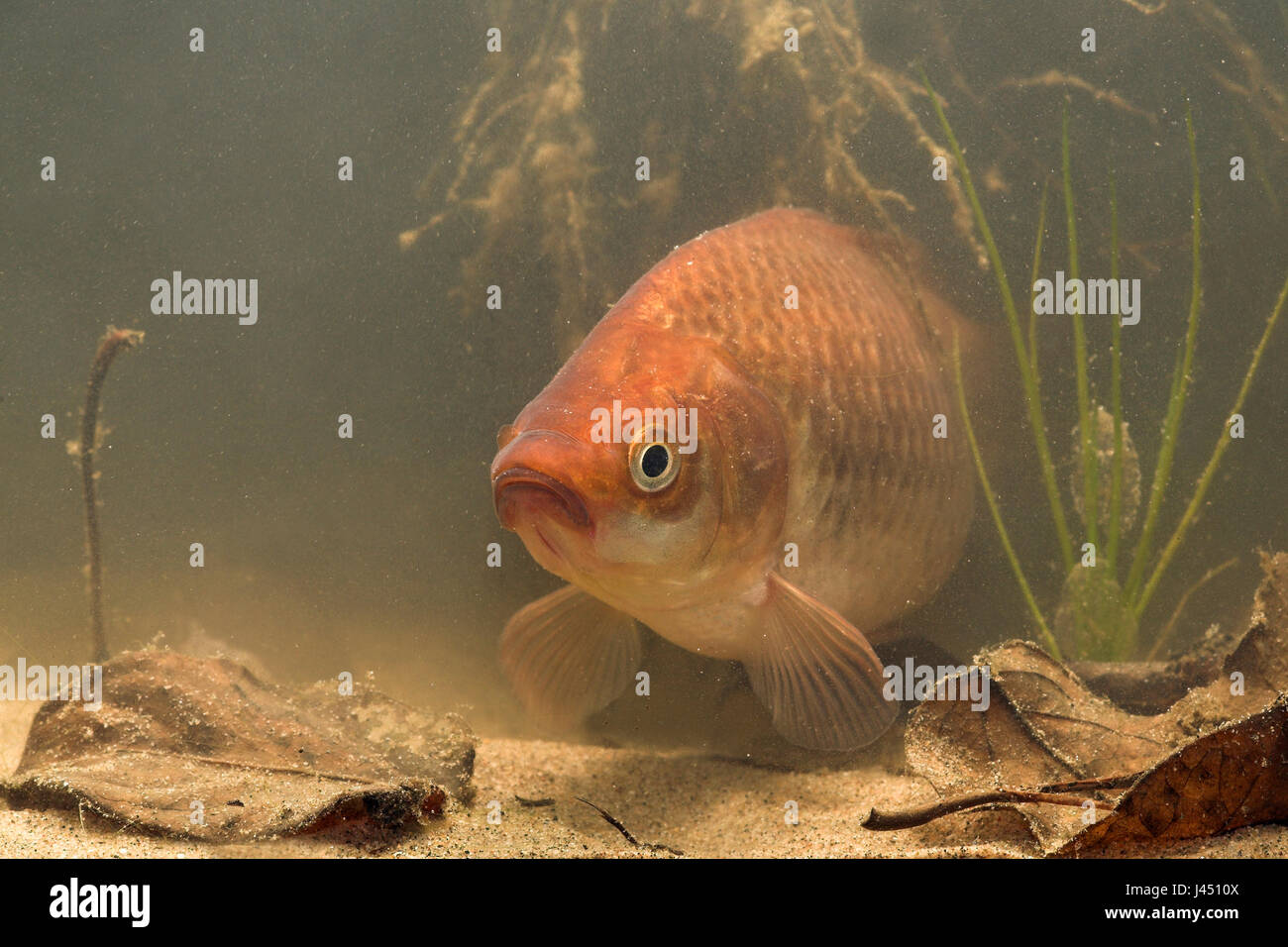 photo of a gibel carp under an angle Stock Photo