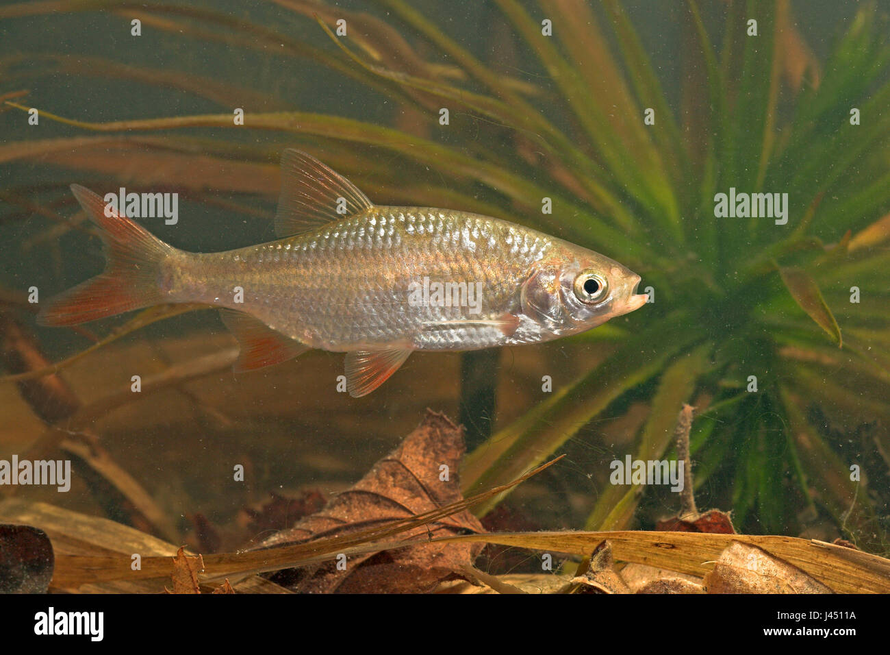 sideview of a swimming rudd with Water soldier in the background Stock Photo