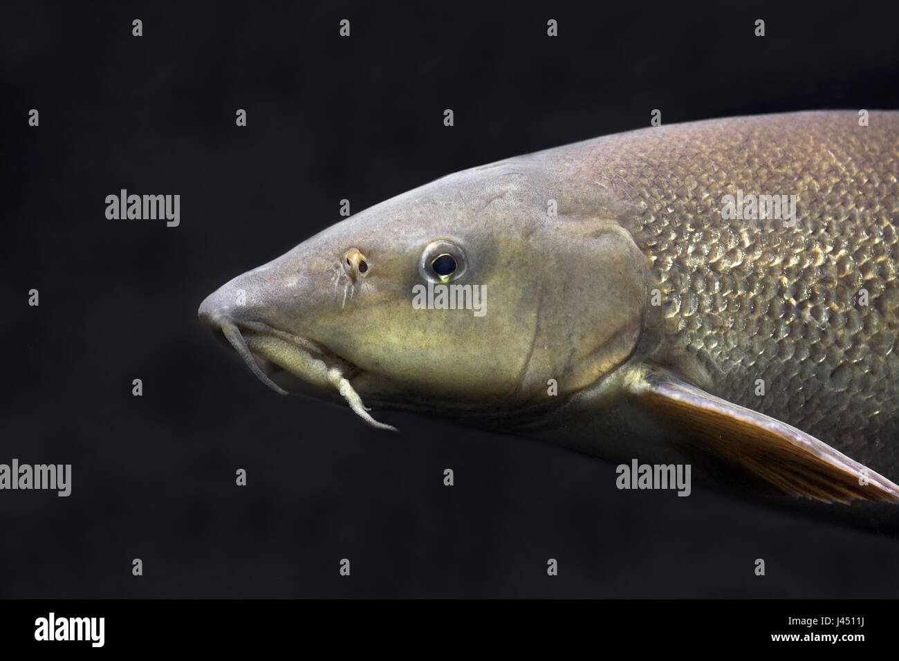 Barbel hires stock photography and images Alamy