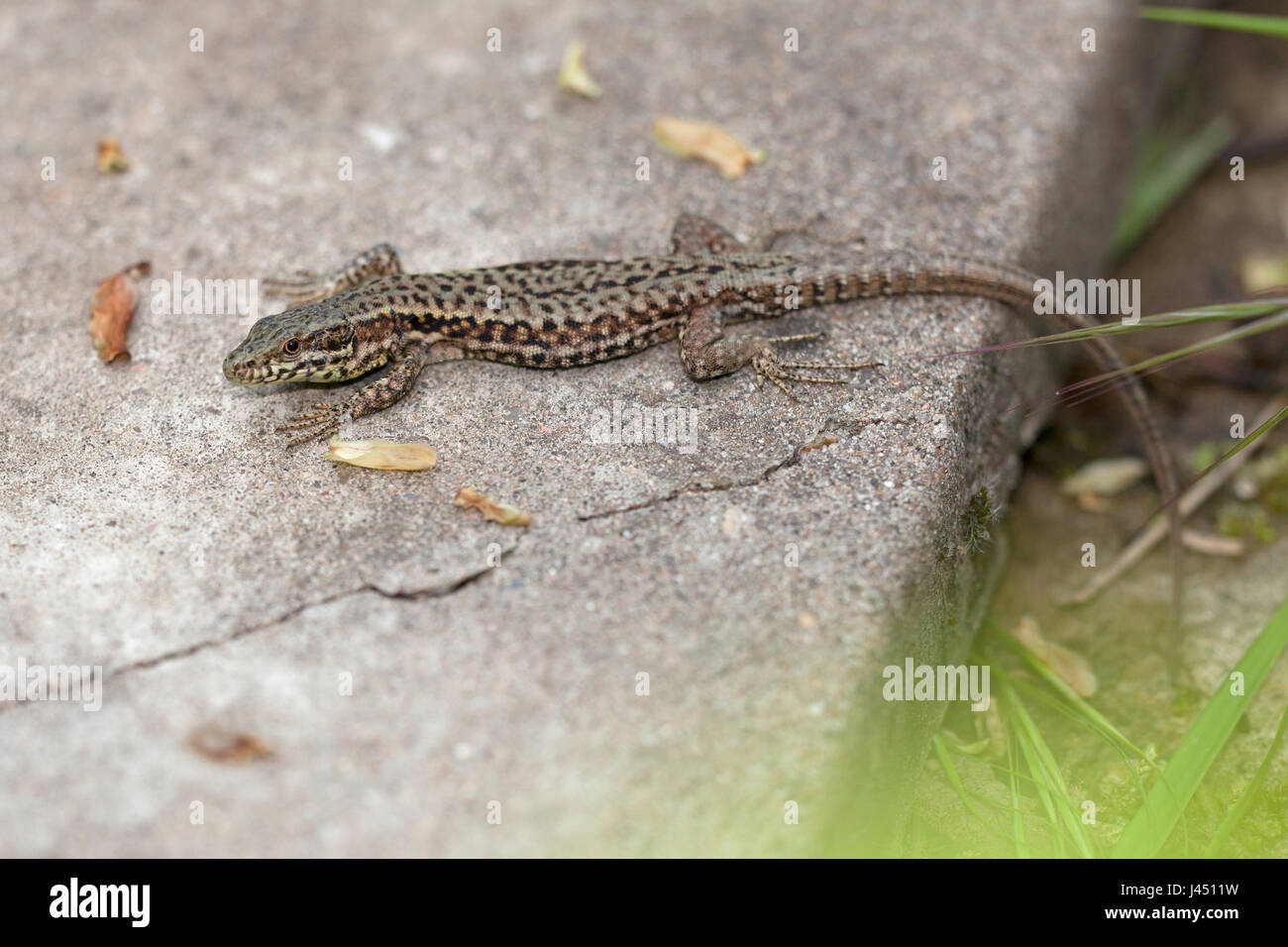 common wall lizard on stone in garden Stock Photo