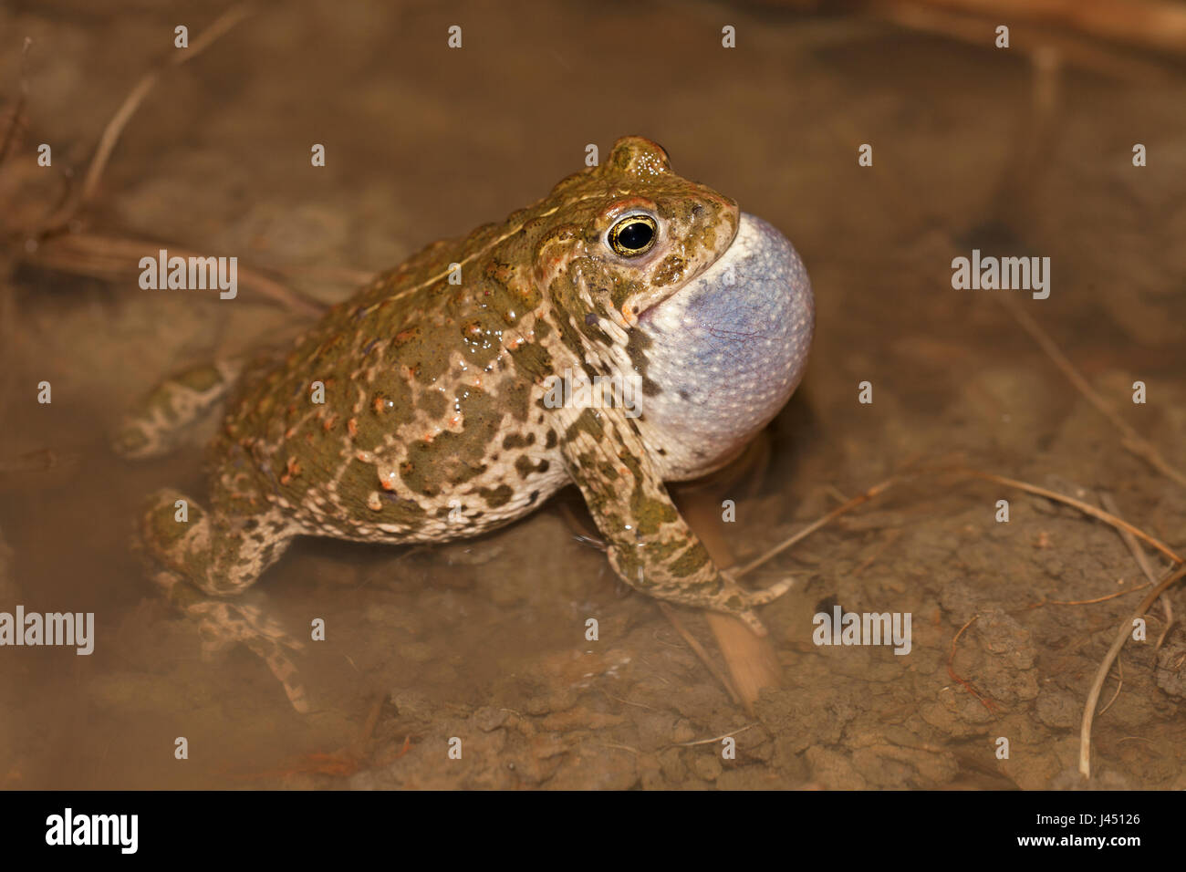 male natterjack toad calling on flooded corn field Stock Photo