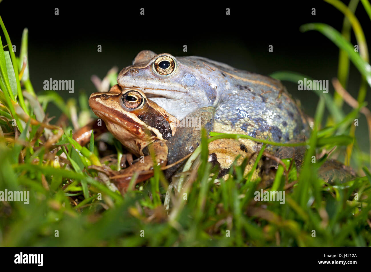portrait of pair of moor frogs in grass Stock Photo