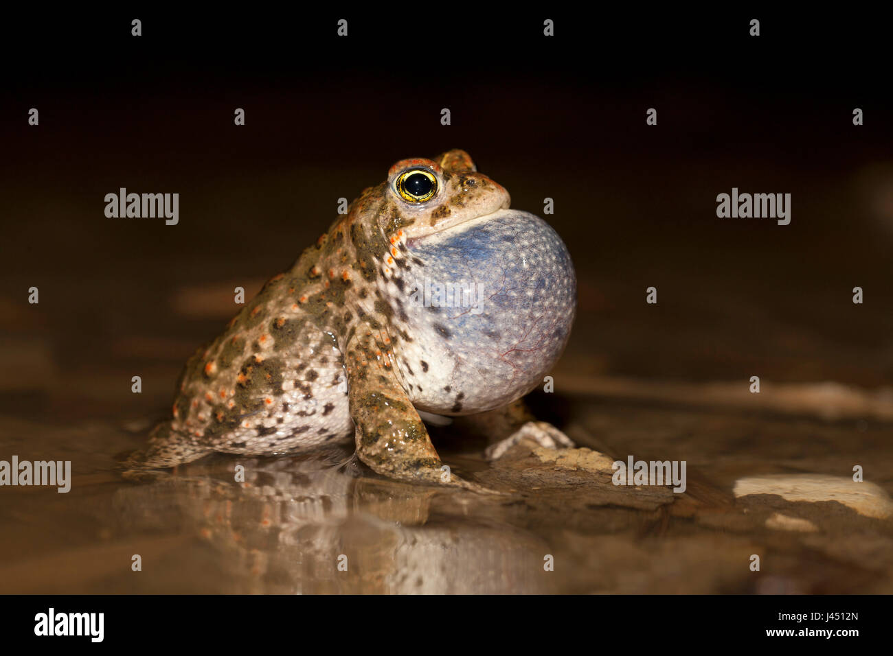 male natterjack toad calling on flooded corn field Stock Photo