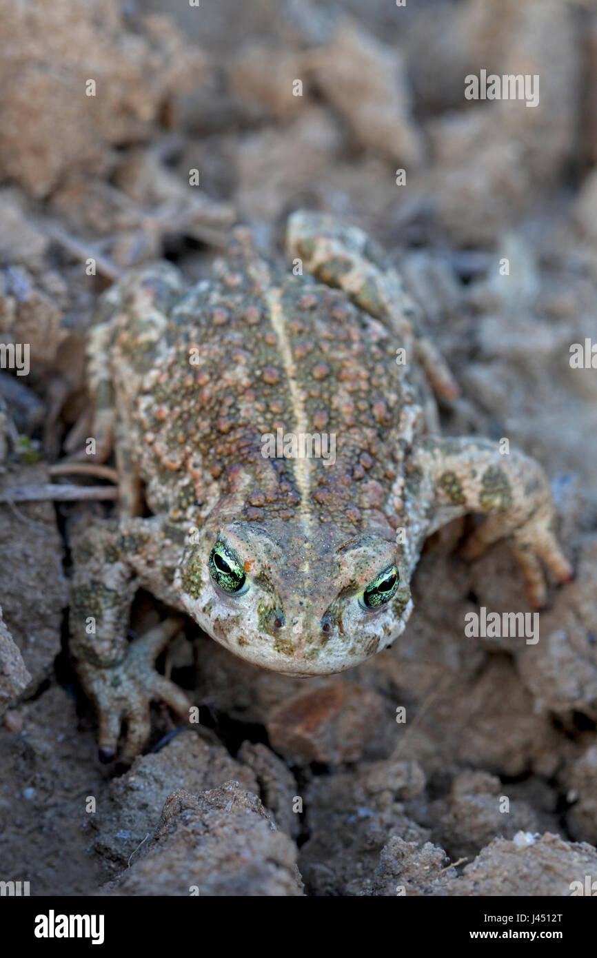 Natterjack on agricultural land Stock Photo