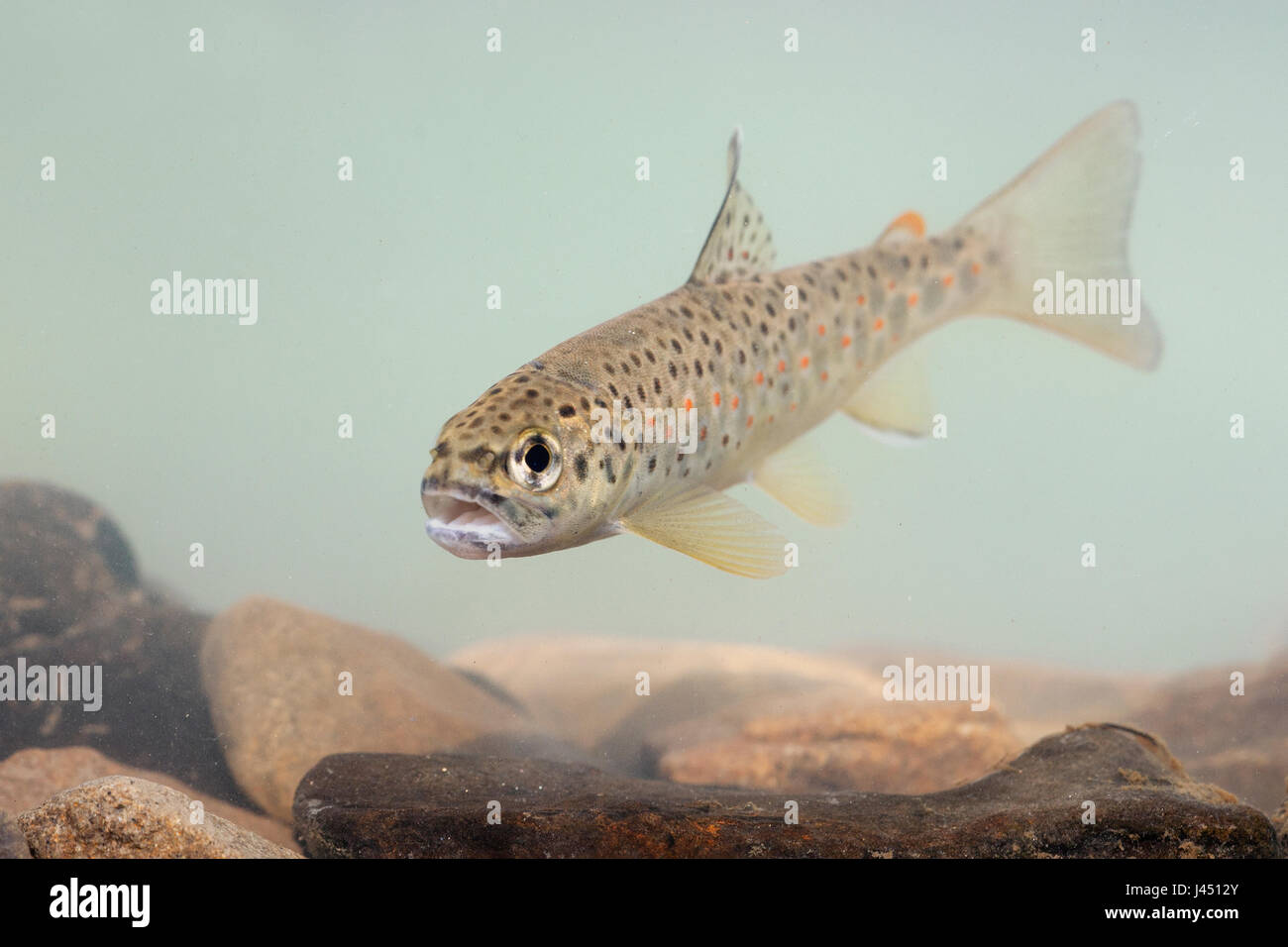 Brown trout above bottom Stock Photo