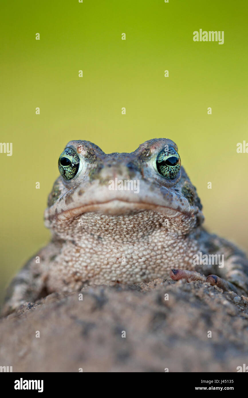 Portrait of a natterjack on agricultural land Stock Photo