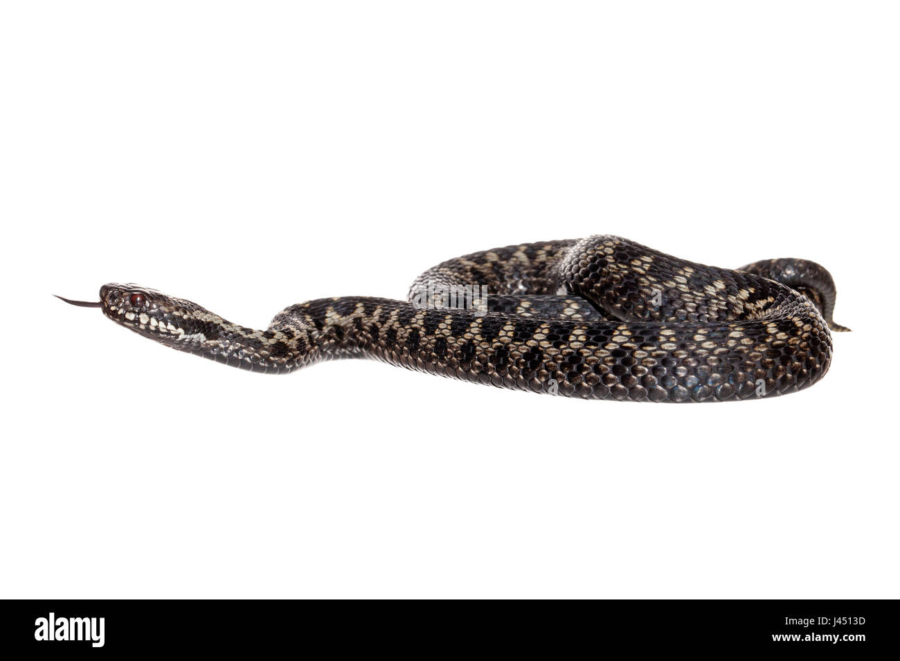photo of a male common viper against a white background Stock Photo