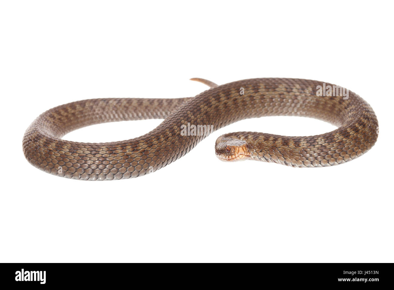 photo of a female comon viper against a white background Stock Photo