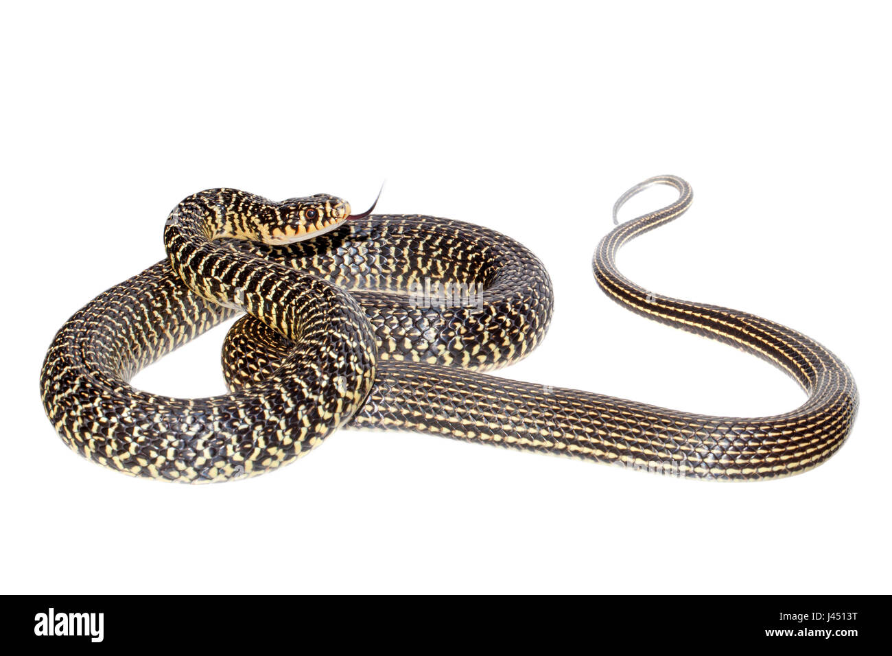 Western whip snake photographed on a white background Stock Photo