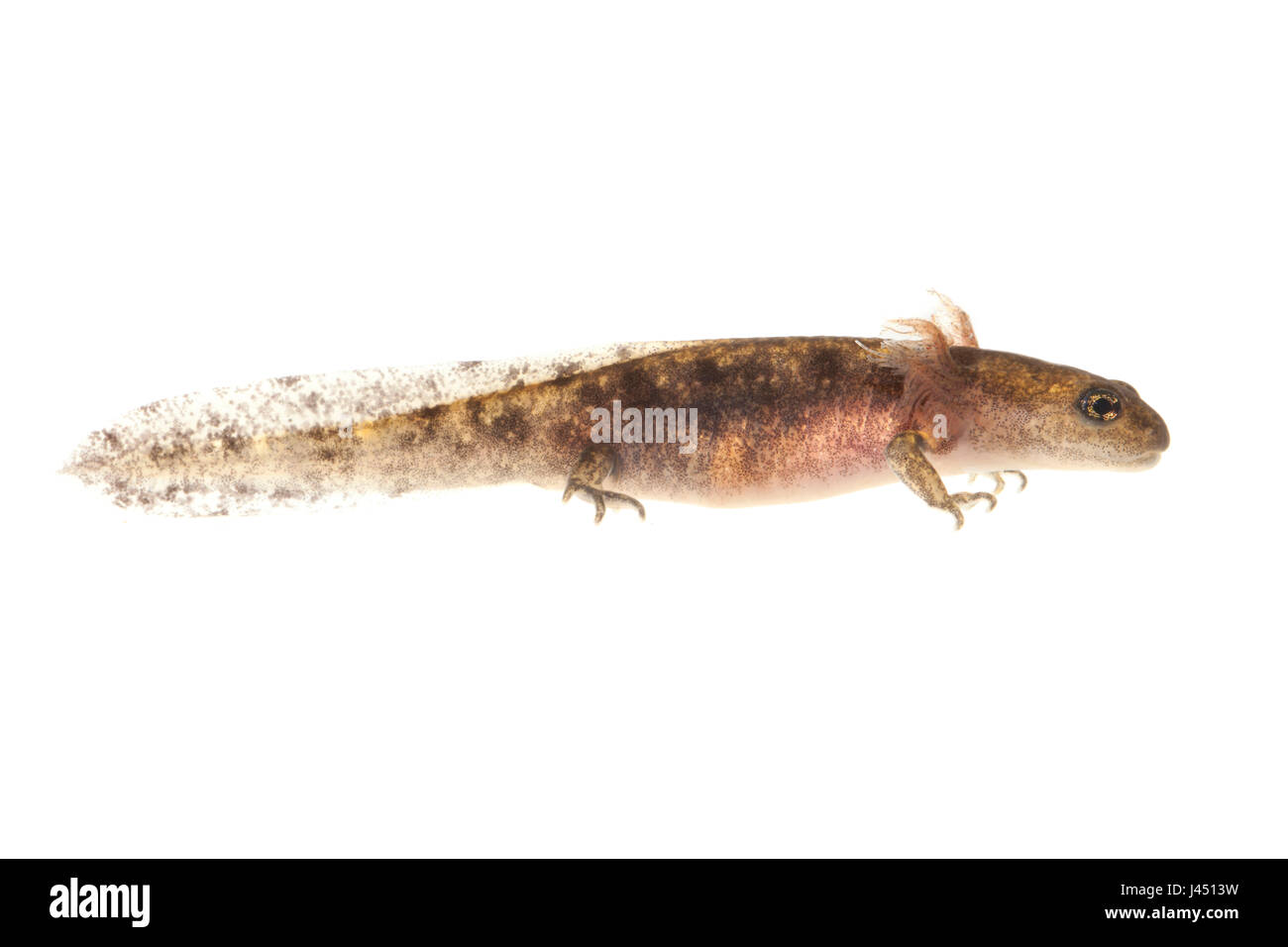 Fire salamander larva hires stock photography and images Alamy