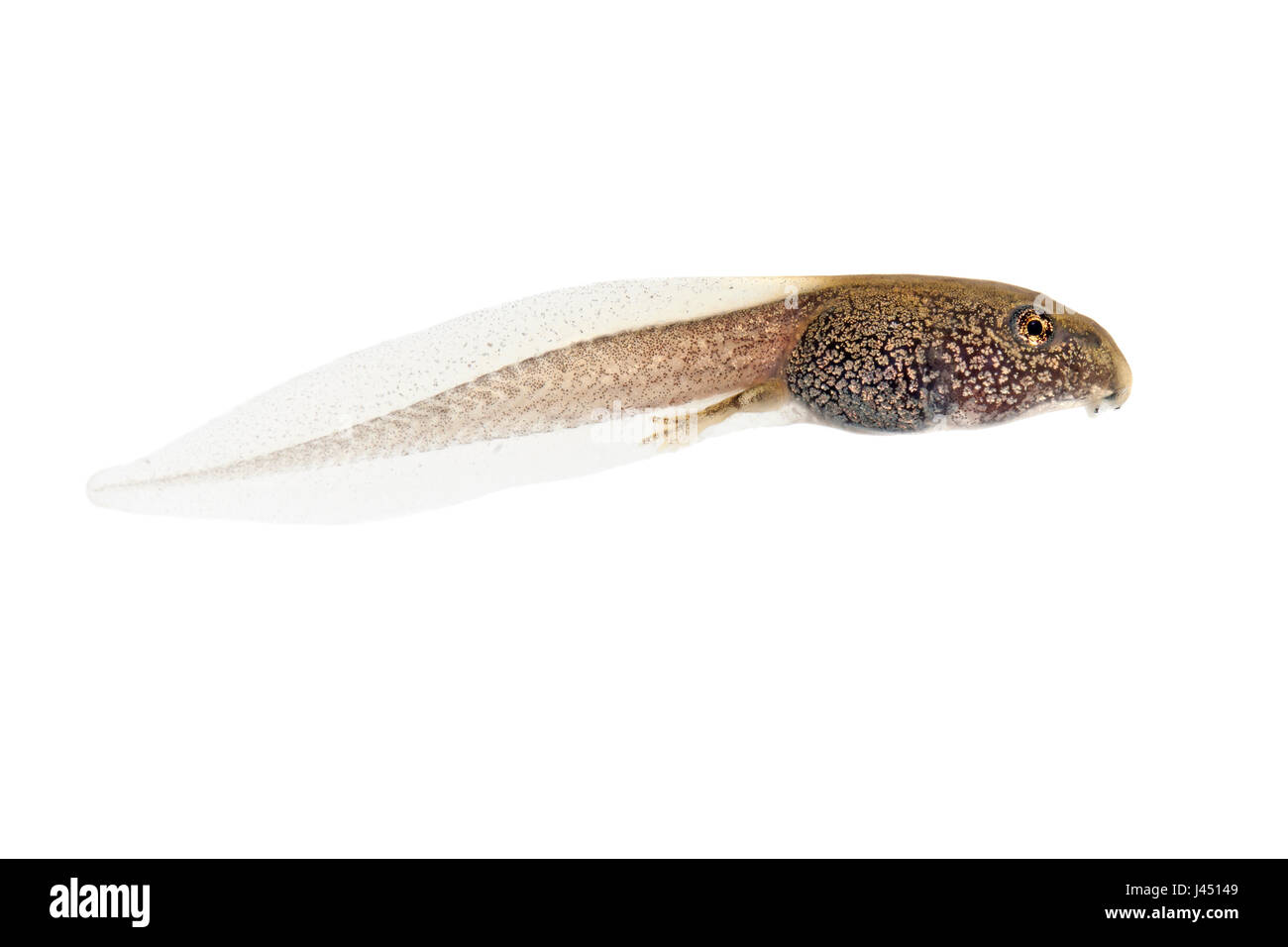 metamorphoses of common frog from spawn to frog photo 10/12 - tadpole with hindlegs Stock Photo