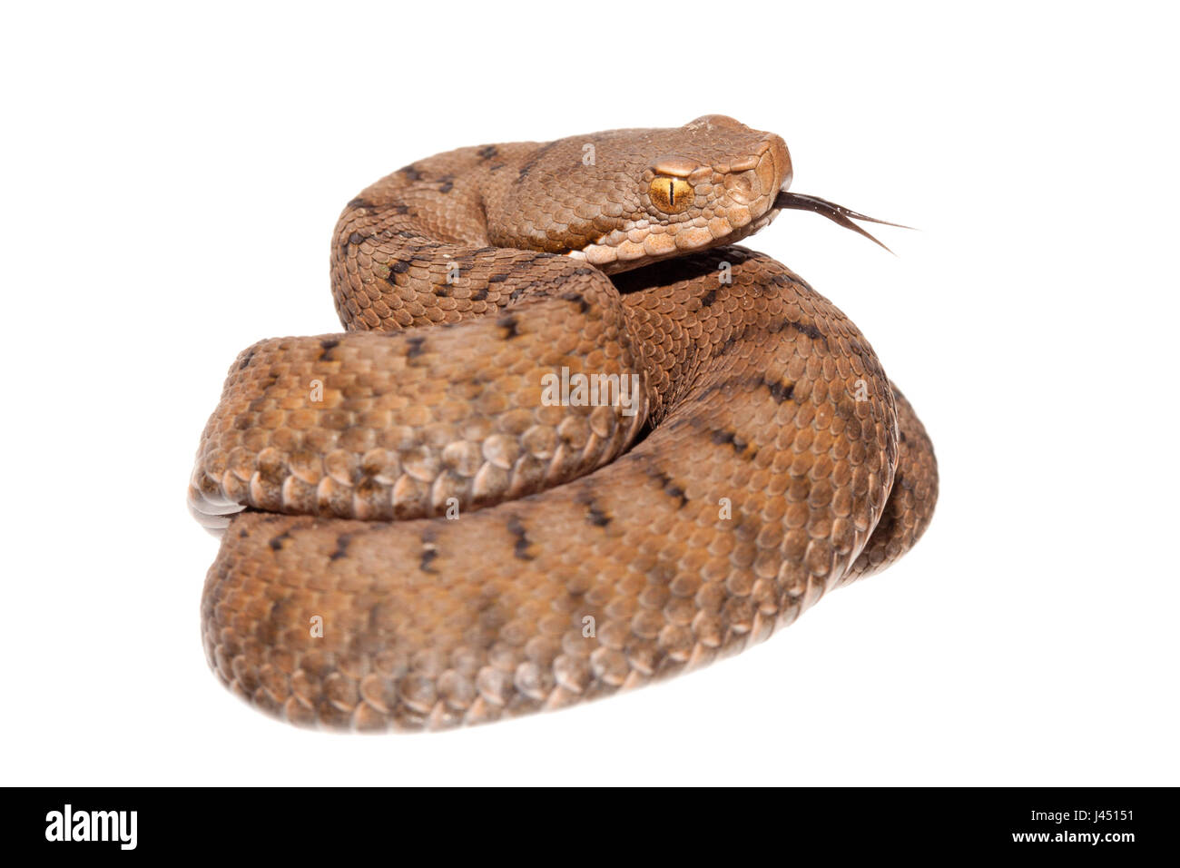 photo of a asp viper against a white background Stock Photo - Alamy