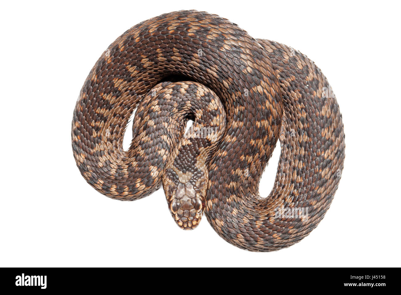Young viper hi-res stock photography and images - Alamy