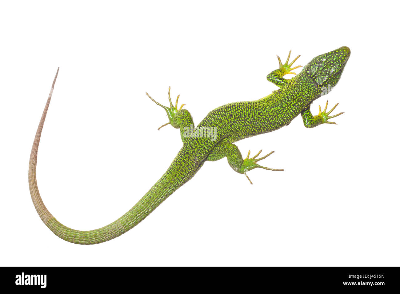 Male Western green lizard photographed on a white background Stock Photo