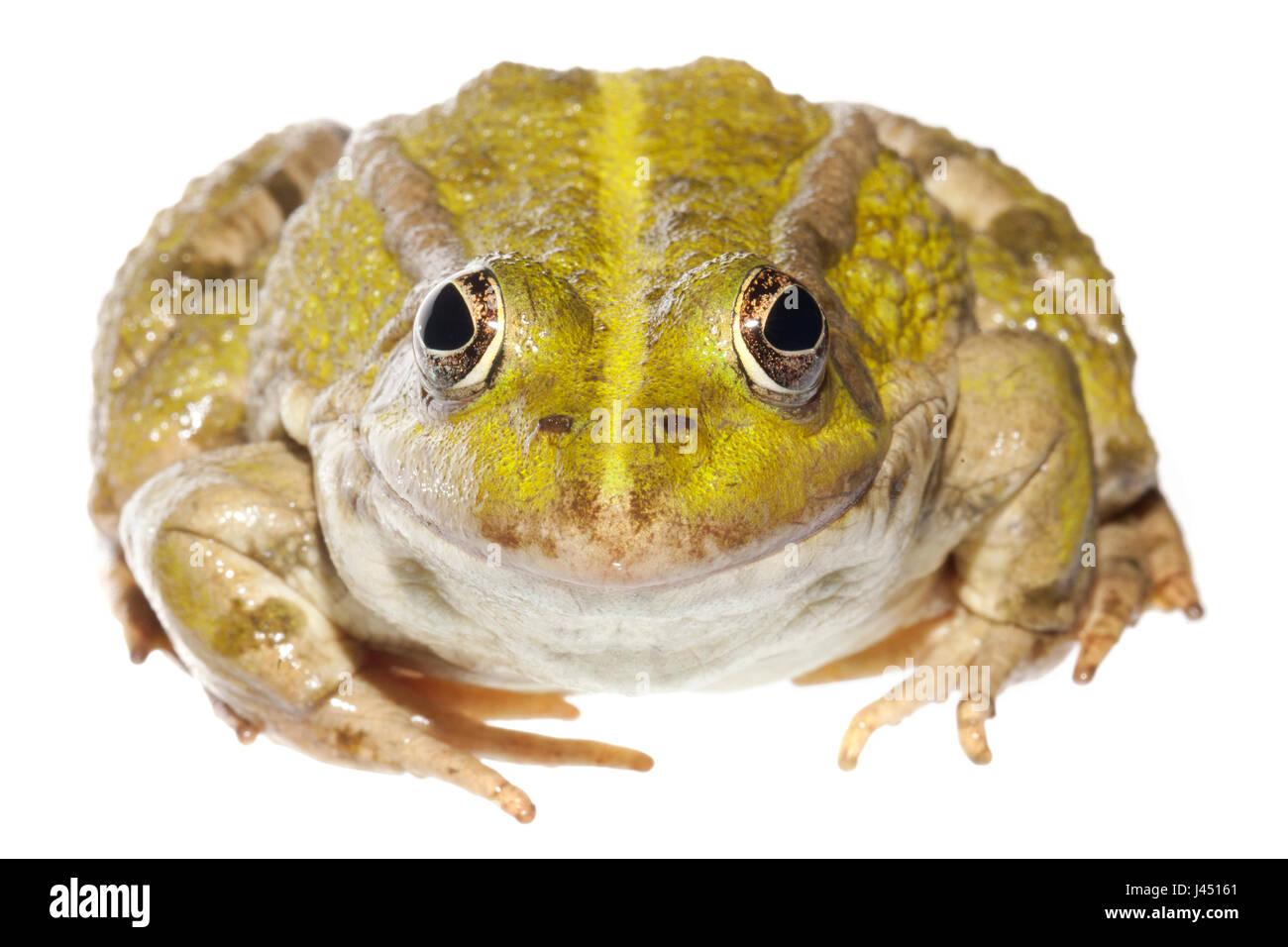 Marsh frog photographed on a white background Stock Photo