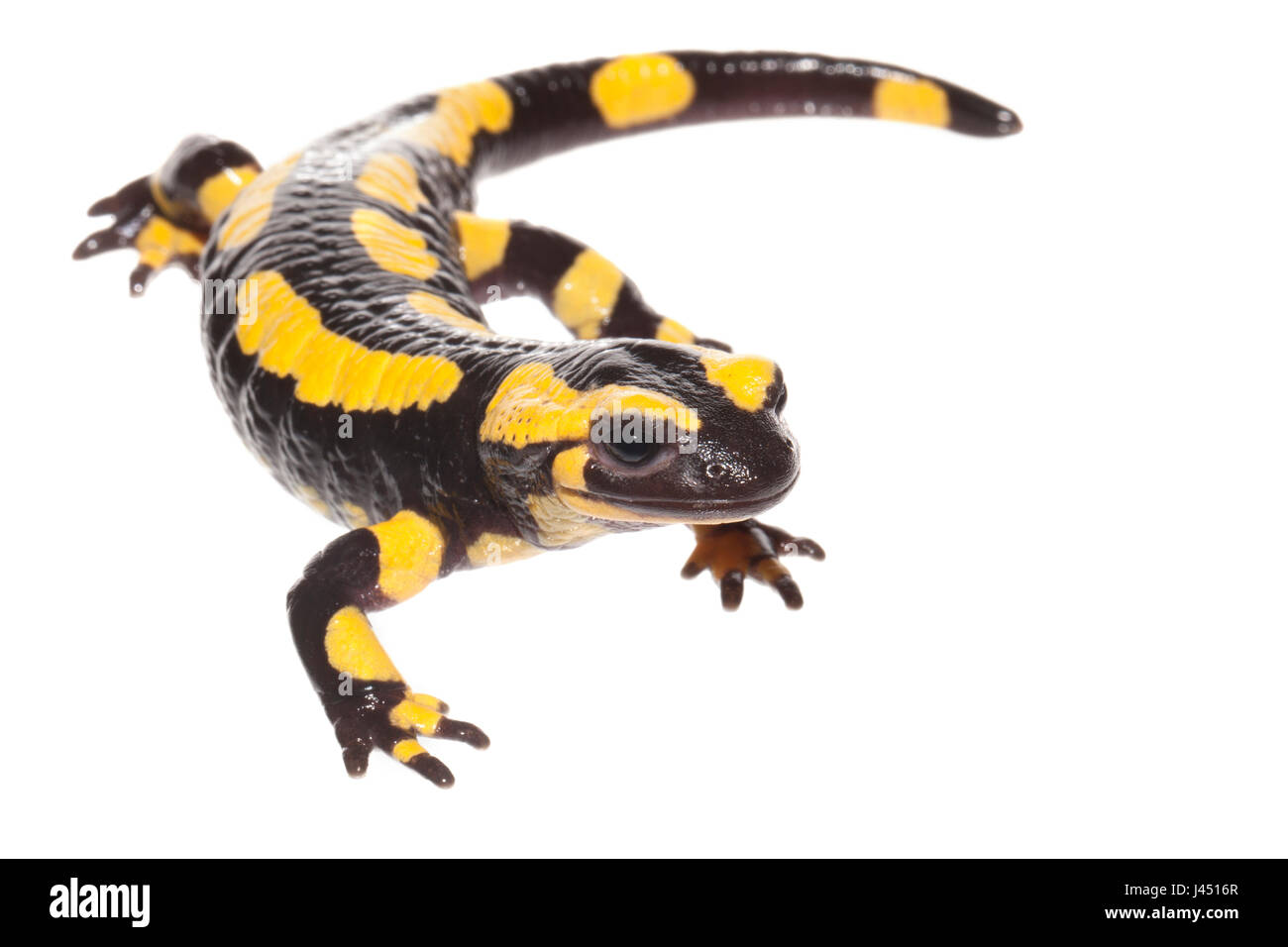 Fire salamander photographed on a white background Stock Photo