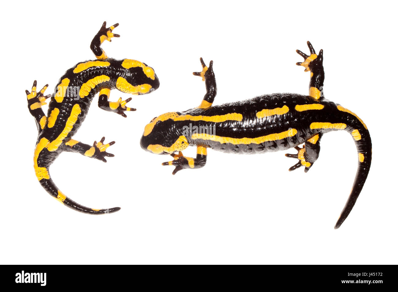 Fire salamanders photographed on a white background Stock Photo
