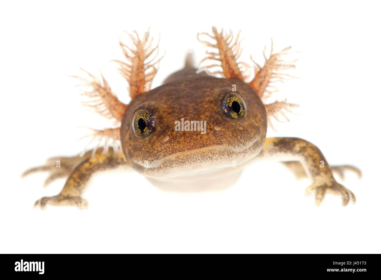 larva of fire salamander photographed on a white background Stock Photo