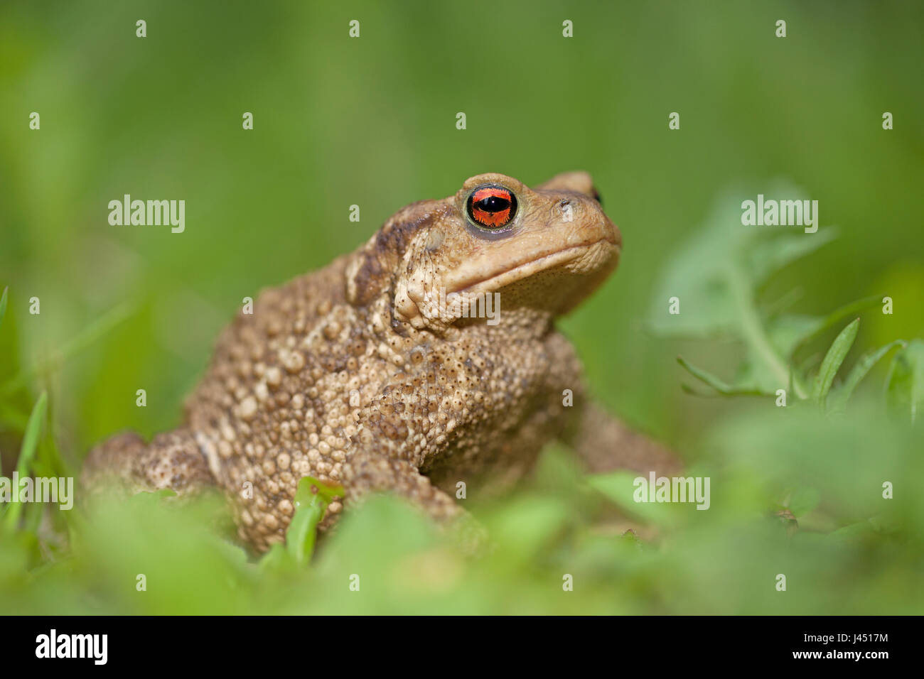 spiny toad in the grass Stock Photo