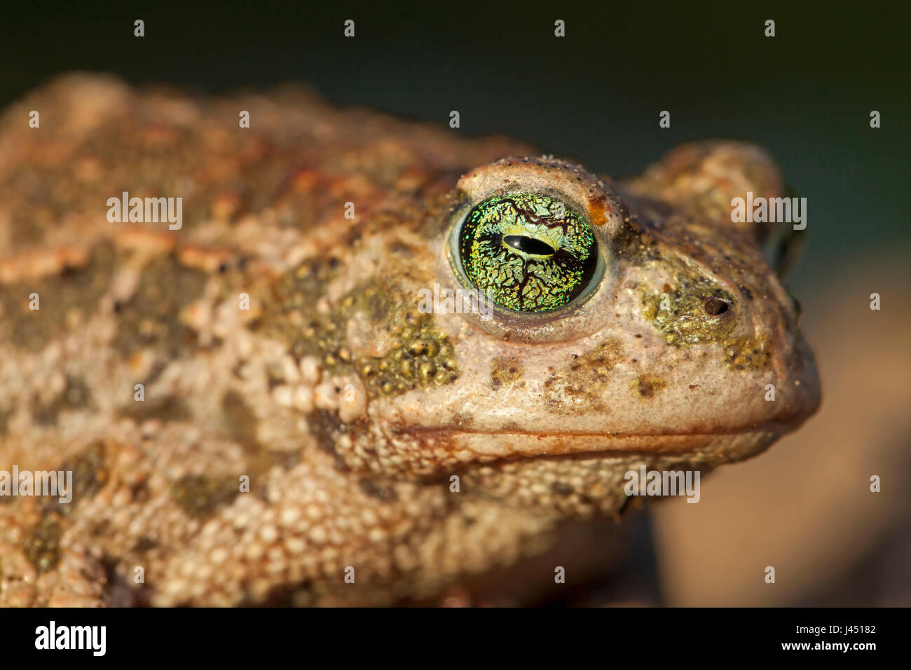 close up of a natterjack Stock Photo