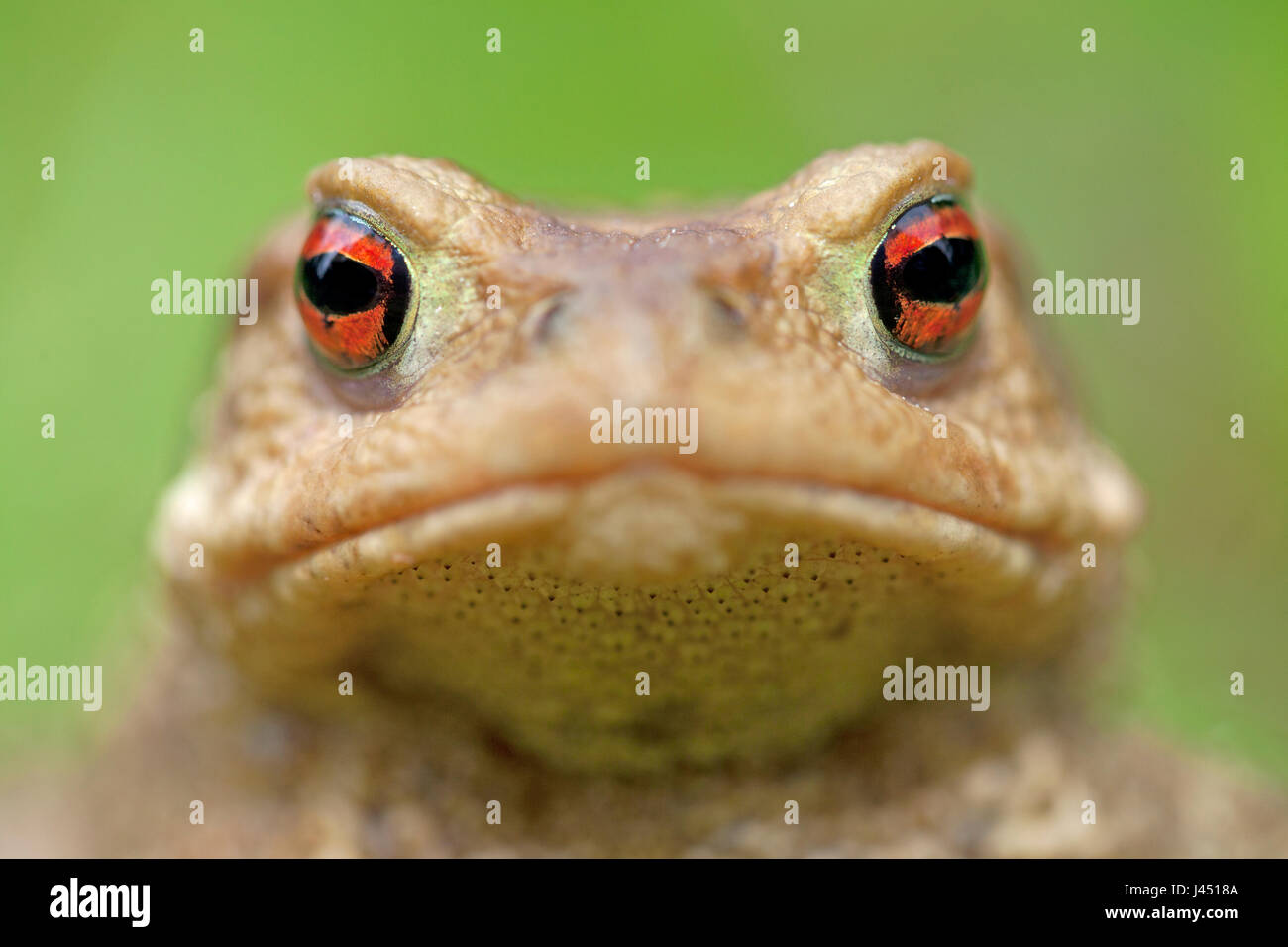Frontal portrait of a spiny toad Stock Photo