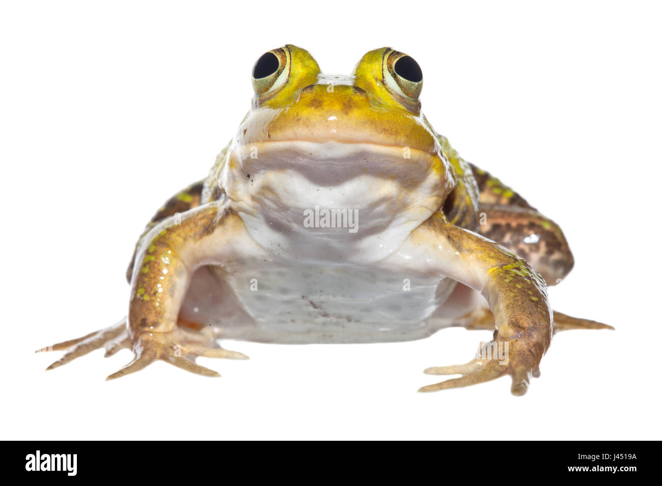 Pool frog isolated on white background Stock Photo