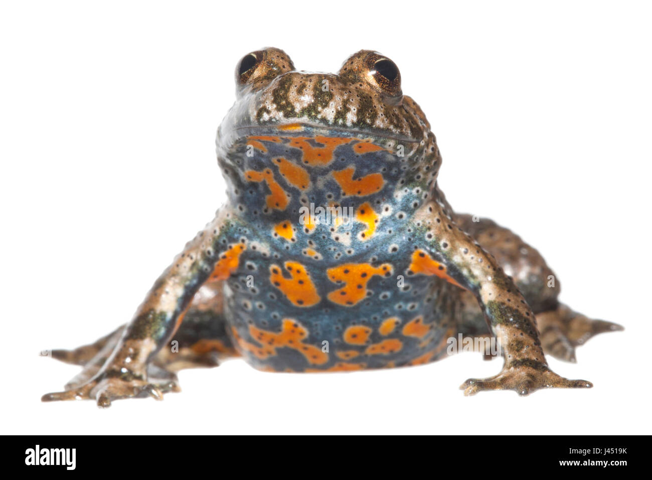 European Fire-bellied Toad isolated on white background Stock Photo