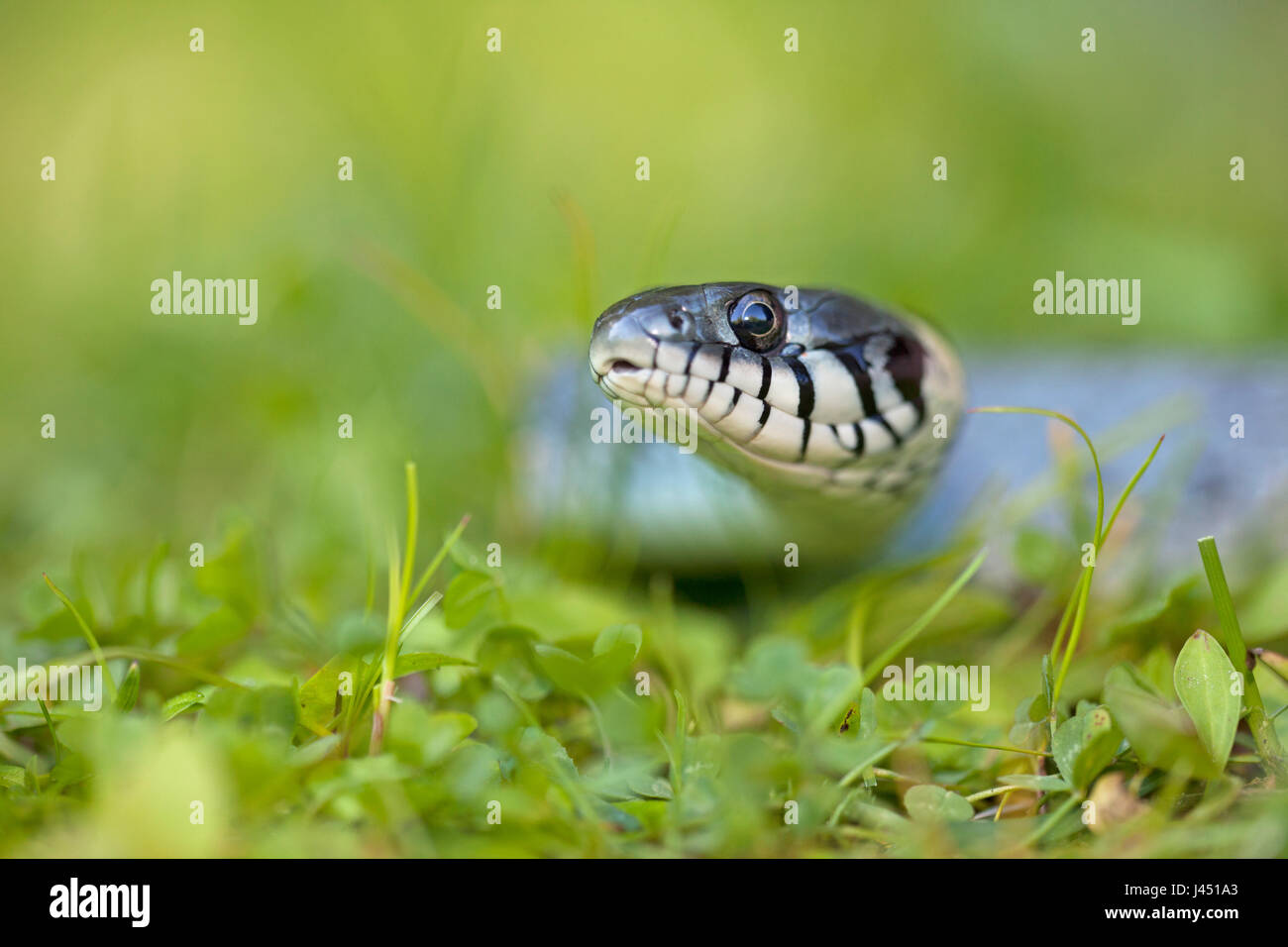 grass snake in grass Stock Photo