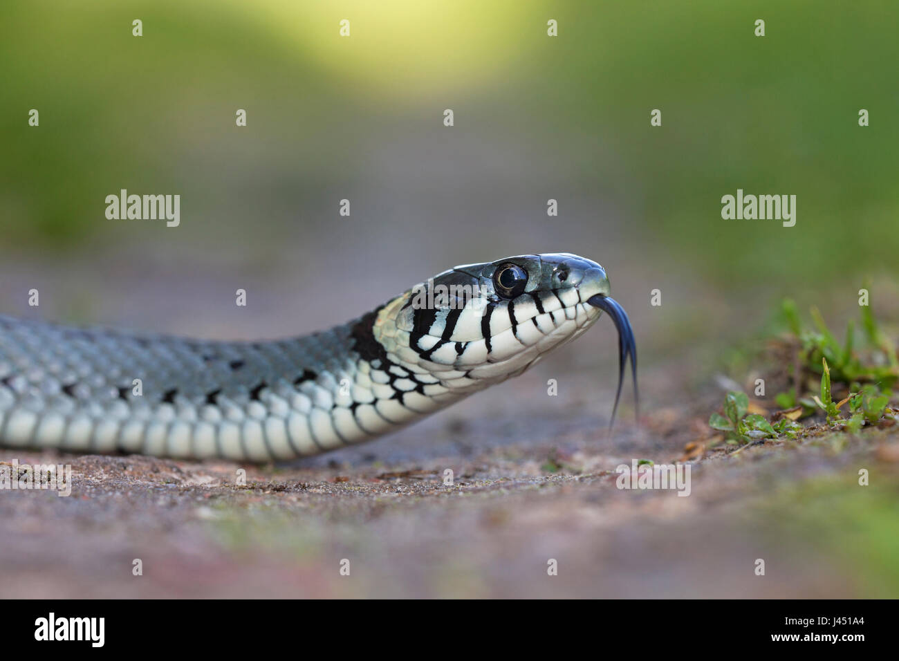 grass snake crosses path Stock Photo