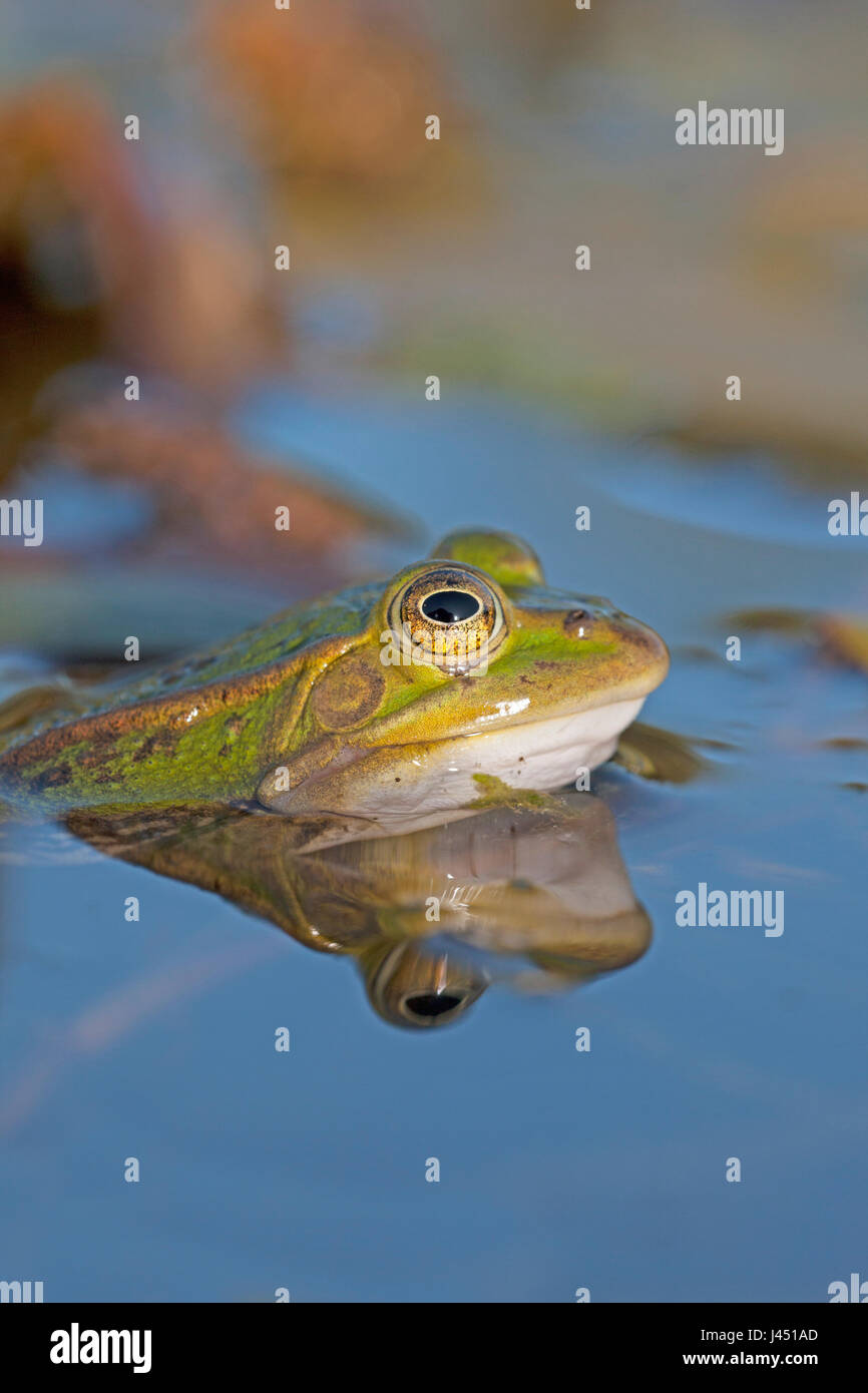 portrait of a pool frog Stock Photo
