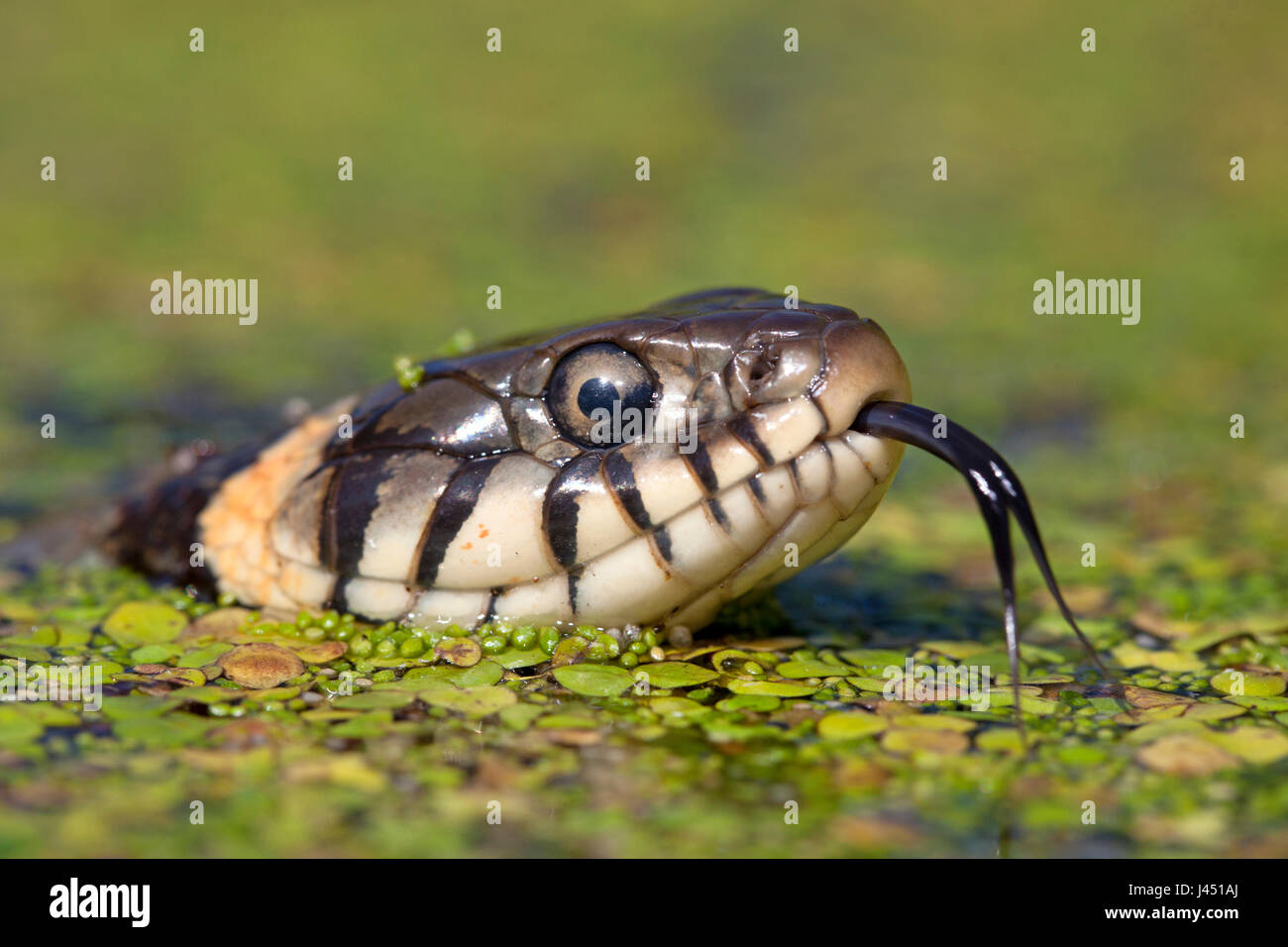 grass snake swimming in duckweed Stock Photo