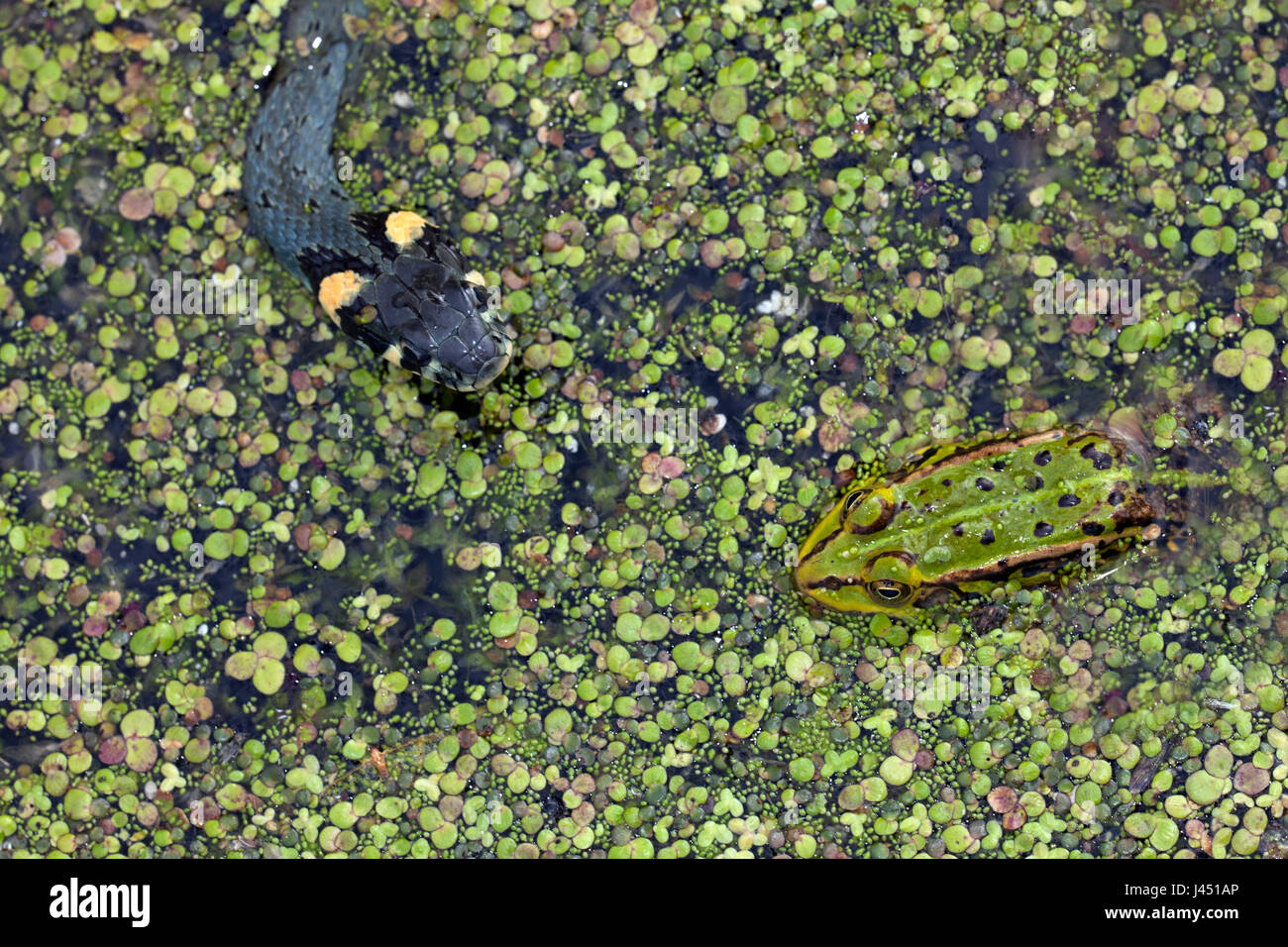 grass snake hunting green frog in duckweed Stock Photo