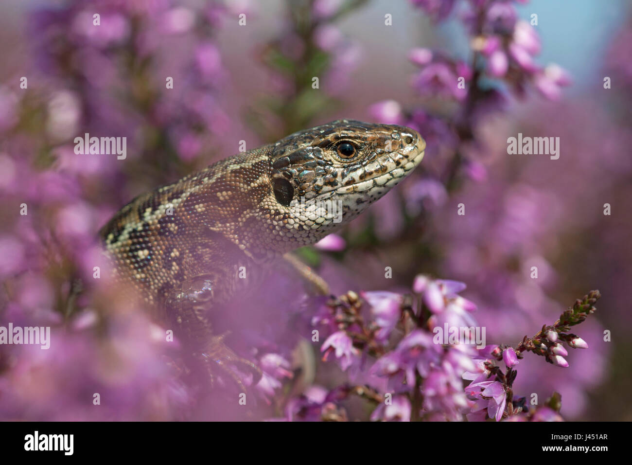 female sand lizard between purple heath Stock Photo