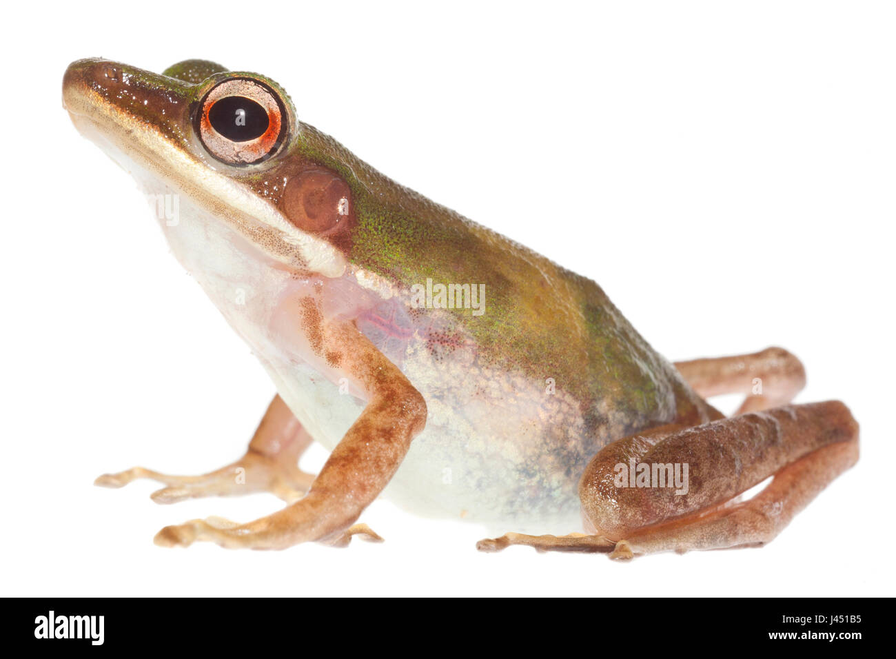 copper cheeked frog isolated against a white background Stock Photo