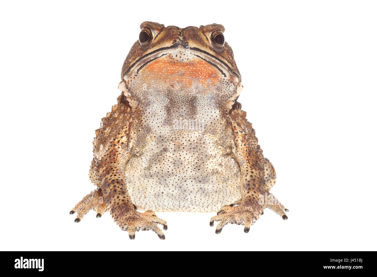 common indian toad isolated against a white background Stock Photo