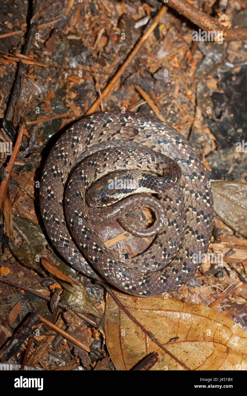 spotted slug snake on the forest floor in the jungle Stock Photo
